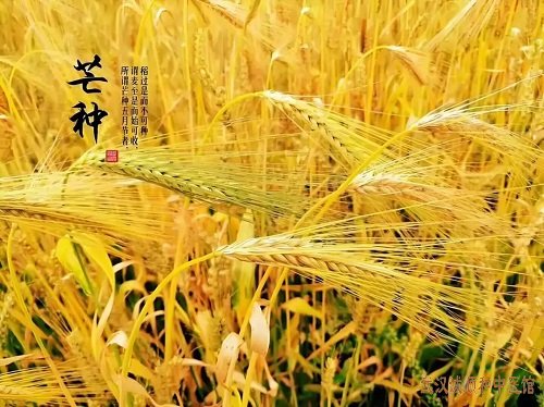 芒种养生：避开湿热，顺时养身,芒种养生全攻略