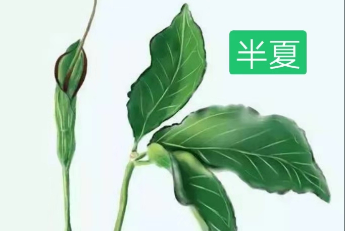 中药材：半夏