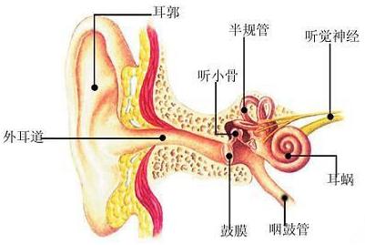 宝宝鼻炎引起中耳炎怎么办？