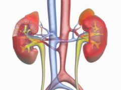 武汉肾内科有名的专家徐长化：慢性肾炎蛋白尿2+中医怎么治疗能降下来？