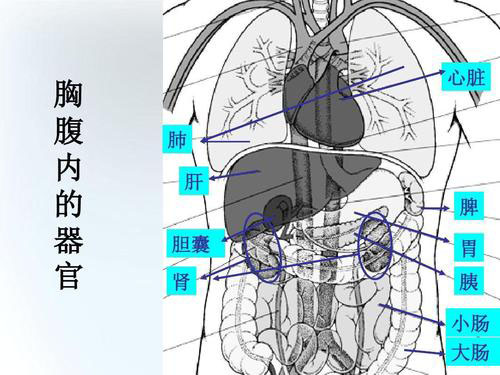 脾位置图片