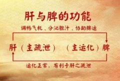武汉男科老中医鲁本堂：肝郁脾虚引起勃起困难易中途疲软硬度不足阳痿