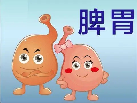 脾与胃互为表里