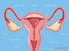 中医学博士妇科专家姜瑞雪：输卵管炎症再孕困难气虚血瘀中医调理有用吗