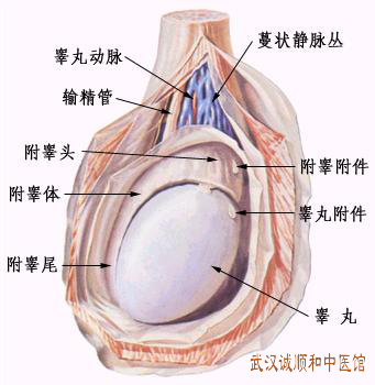 睾丸炎