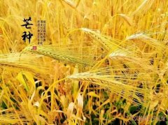 <b>芒种养生:避开湿热,顺时养身,芒种养生全攻略</b>